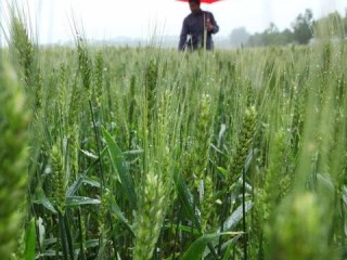 雨中挑战，科学管理与智慧应对策略在小麦收获季的实践