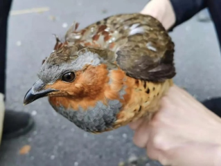 男子野外拾菌遭遇猛禽袭击，一场突如其来的惊险之旅