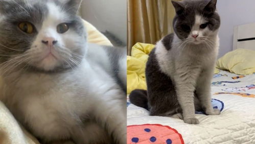 深圳住宅起火,宠物猫警觉唤醒全家逃生 深圳住宅起火,宠物猫警觉唤醒全家逃生