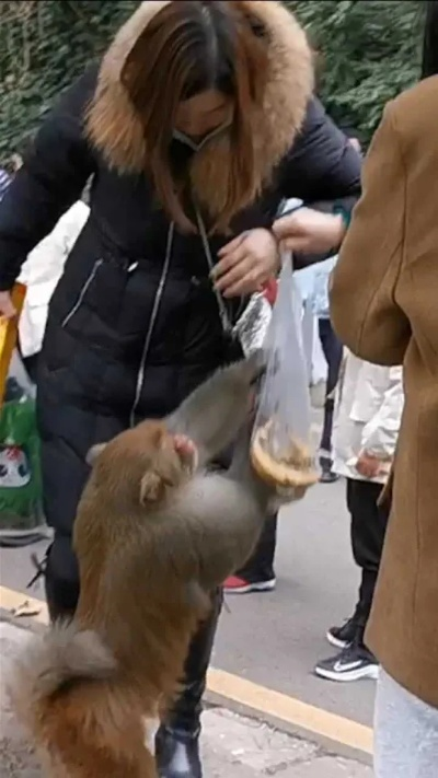 女子路边喂猴遭遇惊险追赶，一次意外的自然奇遇