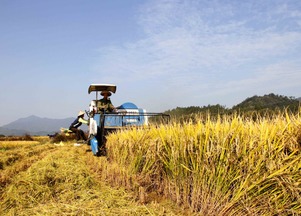 从羡慕到反思，网红树旁麦田的农民田野故事